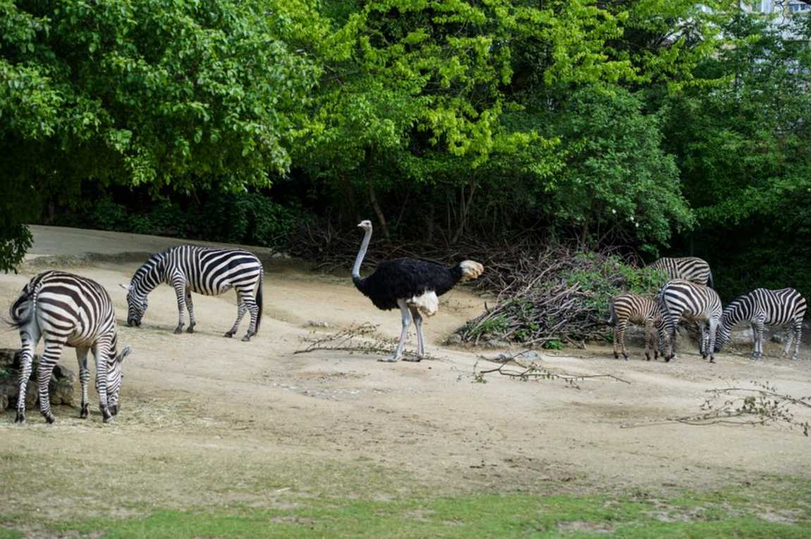 10 Best Zoos In Europe To Visit With Your Kids in 2023 Kidpassage
